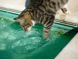 kat i vand